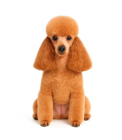 exemple chien après